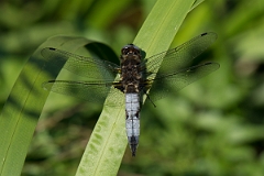 David Plant Photography - Wildlife Photography - Scarce chaser - B